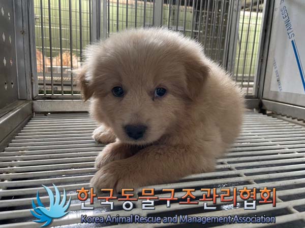 한국동물구조관리협회_441560202400966